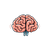 Boosts Early Learning